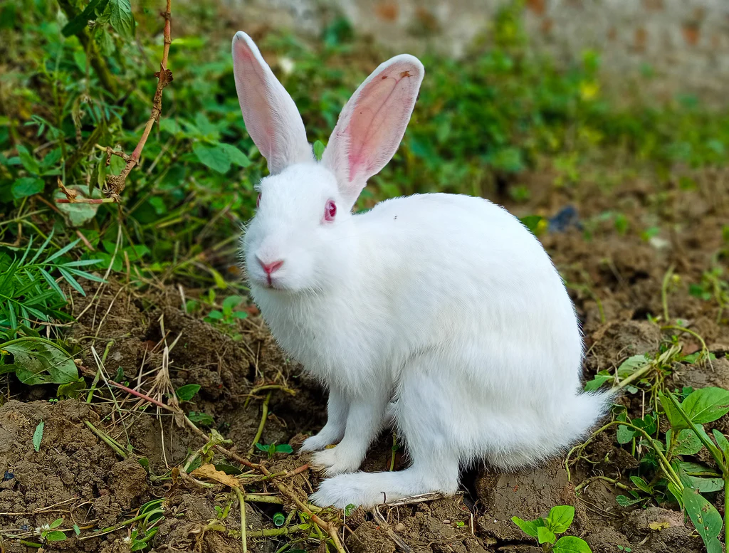 Bunny Grooming