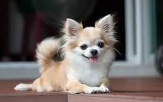Dog Grooming