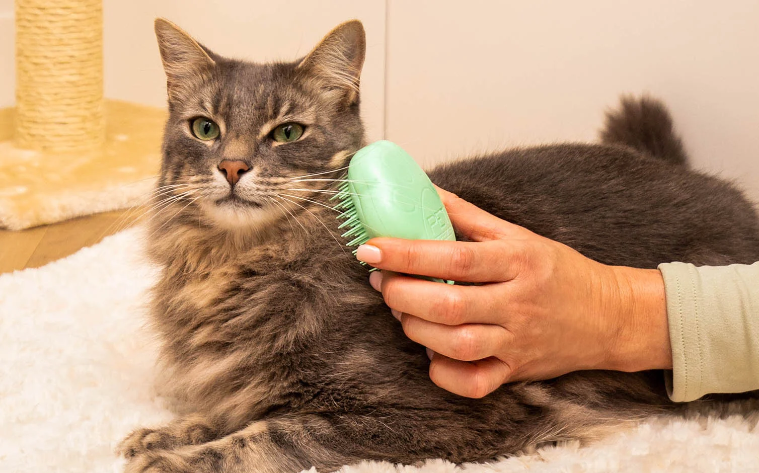 Cat basic grooming