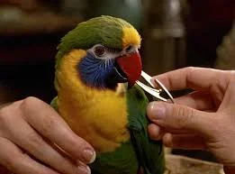 Bird grooming