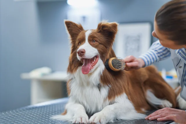Large dog basic grooming
