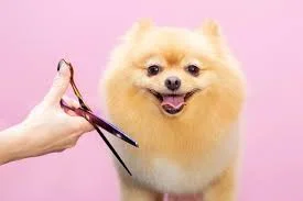 small dog full grooming