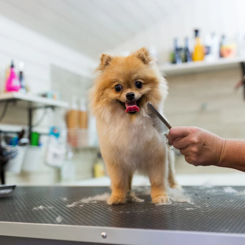 small dog basic grooming