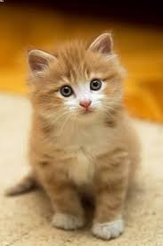 Cat Grooming