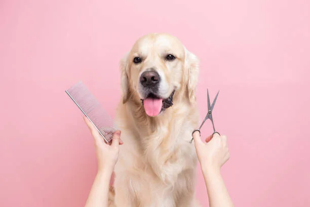 Large dog full grooming
