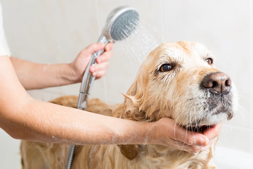 Medium dog basic grooming