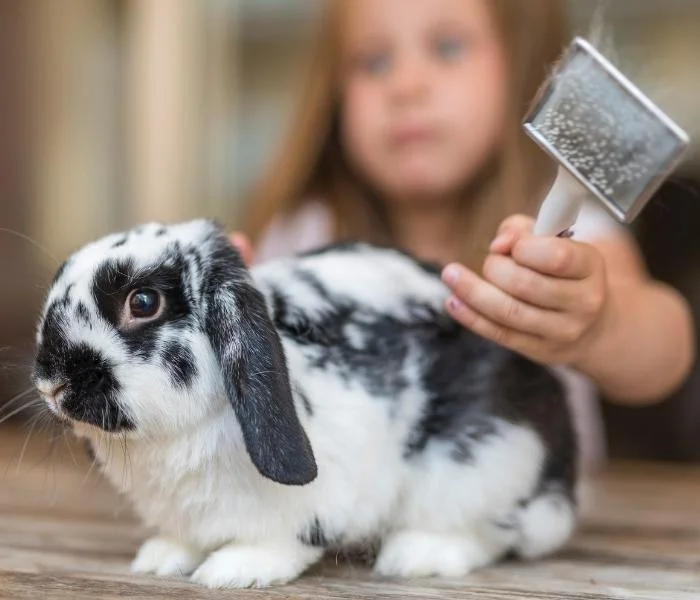 Bunny grooming
