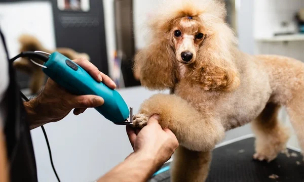 Medium dog full grooming