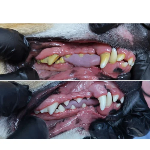 Non Anesthetic Dental Scaling